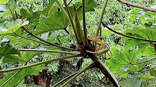 Chasing the tasty Gummy Worm Fruit Cecropia peltata