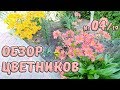 Обзор цветников №4/19. Шикарное цветение азалий и рододендронов