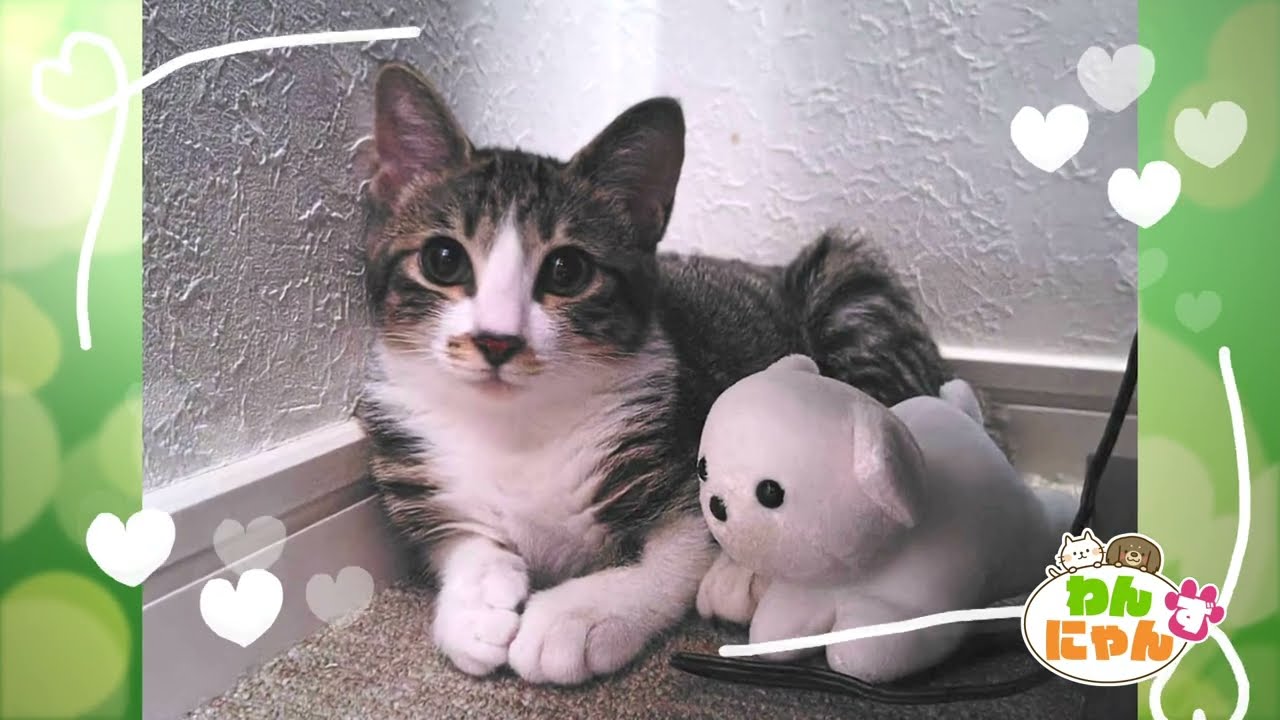 Wan-Nyan-Zu/Cats] Mimi, 8 months old - Aired June 5th - YouTube