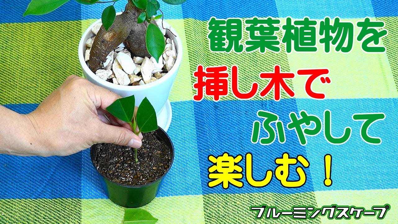 挿し木 茎挿しの方法 観葉植物のブルーミングスケープ