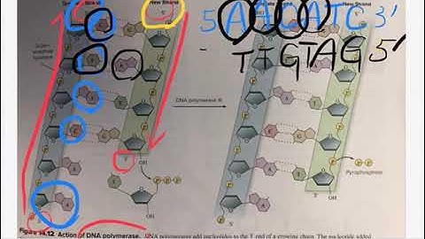 Video_How to write out complementary DNA strand and how to transcribe DNA sequence into RNA Sequence