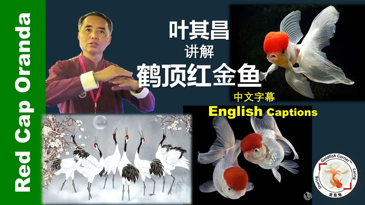 Red Cap Oranda Goldfish by Mr. Ye, Qichang | 叶其昌讲解鹤顶红金鱼👉