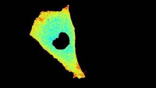 4D Imaging: 2D + Hyperspectral + Timelapse.  Single PMVEC at High Resolution