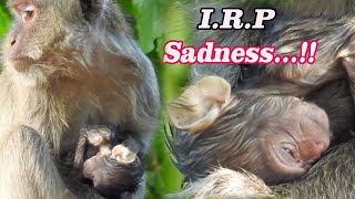 Breaking Heart Morning, Million Sad I.R.P Premature baby Vega passed away | Pity Poorest baby monkey