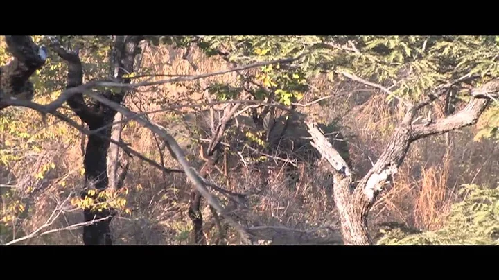 Zimbabwe Elephant Hunt with Keith Dailey Man vs Af...