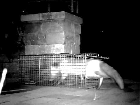 Fox Too Smart For Trap