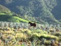 Como no soy pajarillo - Los benitez de la sierra