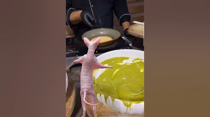 Video 5588321: sphynx catlover dance, sphynx funny catlover, sphynx explore, sphynx eating