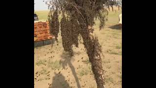 عملية التطريد عند النحل ( مناحل أبو حسن للعسل البلدي )