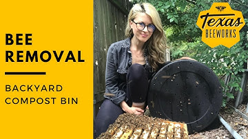 Bee Removal Video That Went Viral!