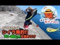 【小浦一文字】70~80cmシイラ数釣りショアジギング祭り!!【照ちゃん渡船】