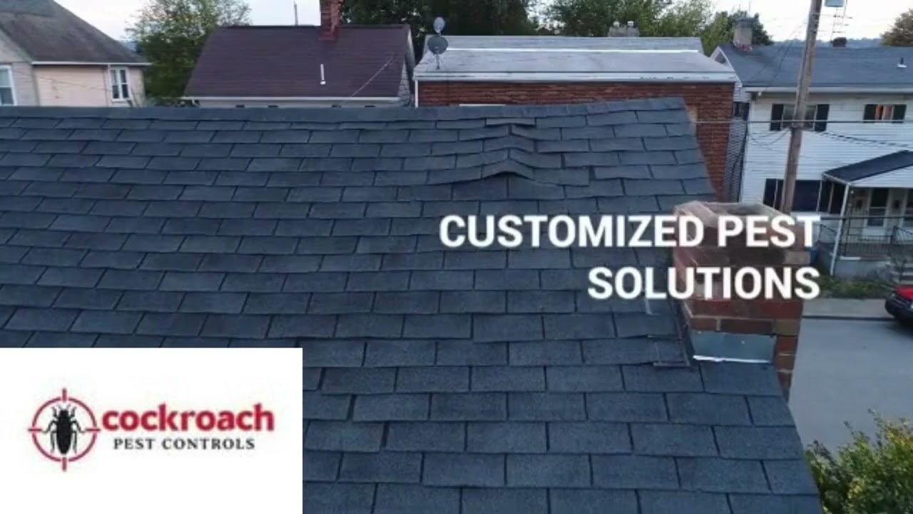 call cockroach pest control for your home