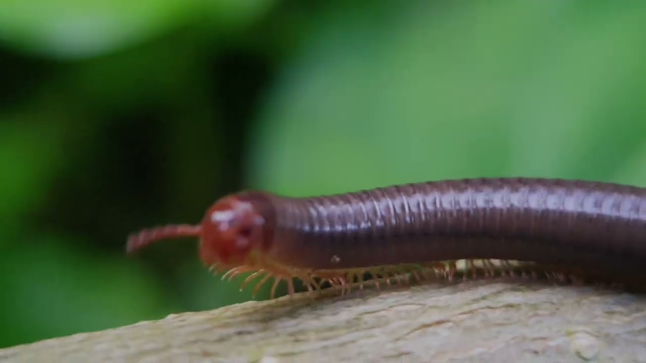 Secret Life of the Rusty Millipede | Mesmerizing Macro Photography.. 😀