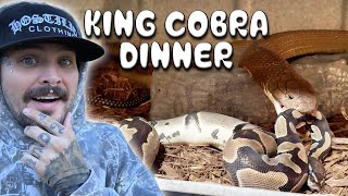 Feeding all the Venomous Reptiles 🔥