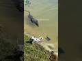 ANJING KETAKUTAN, MAKHLUK ANEH MENGEJAR DI TEPI SUNGAI #shorts #dog #viralvideo