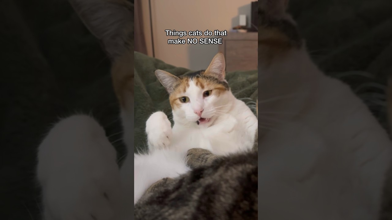 Things cats do that make no sense