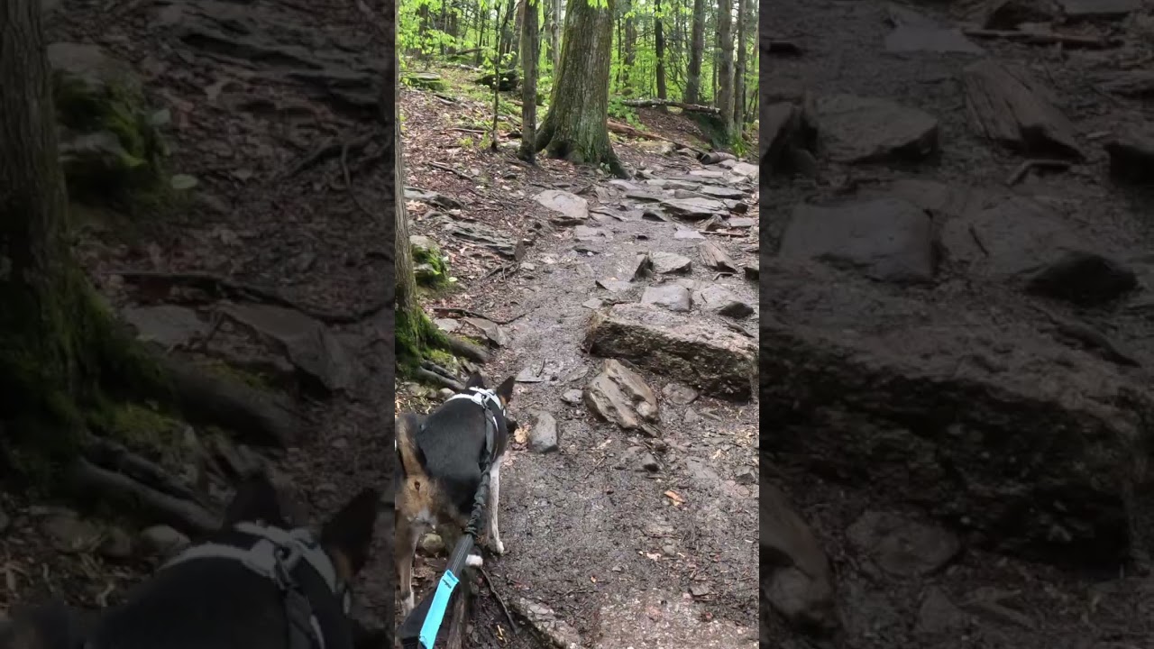 Trail to Kaaterskill Falls | Catskill Mountains of New York | Tae's Travels #shorts