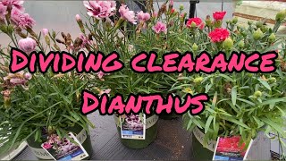Clearance Dianthus and Dividing It @splendidgarden7b