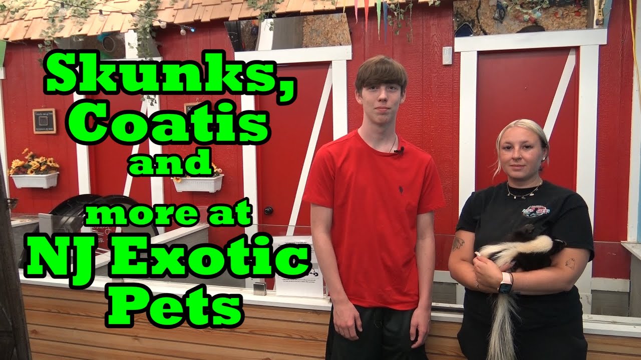 Skunks Coatis and more at NJ Exotic Pets
