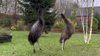 Emu Floki falls over while dancing #birds #animals  #funny #fyp #emu