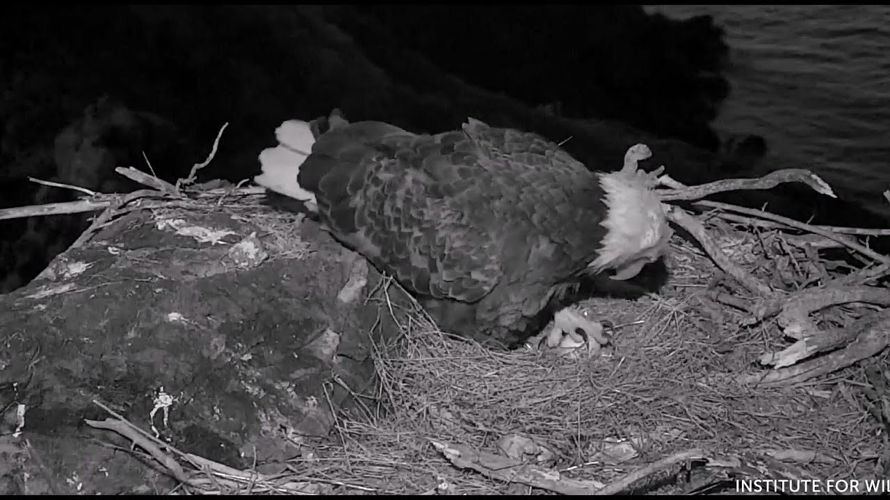 2020-02-23 WE🦅Thunder Lays EGG#2🥚Quick Labor😍Less Than 4 Minutes!🕓