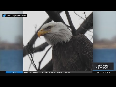 Bald eagles spotted building nest in Brooklyn