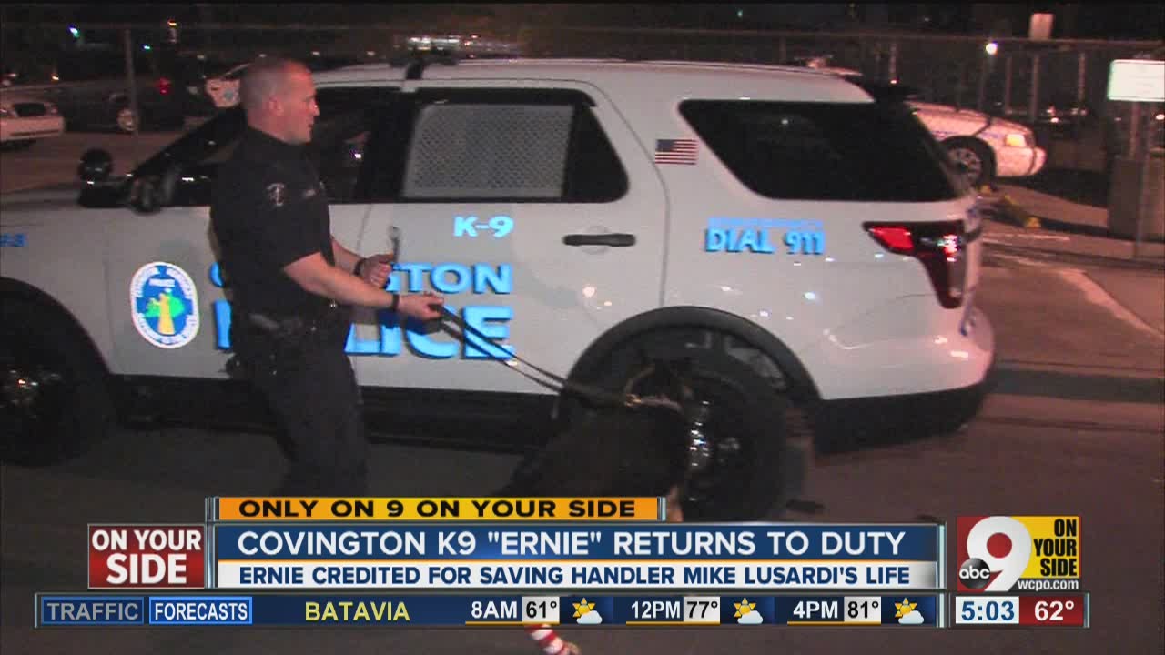 Ernie, Covington, Kentucky K9 shot in the line of duty back on the job