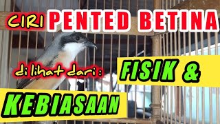 Ciri Fisik dan Kebiasaan Pented / Cendet Betina