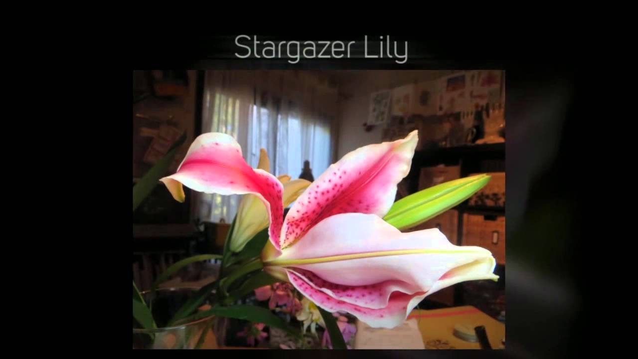 Stargazer Lily