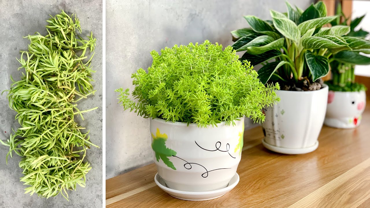 Разведение растений прохладного зеленого цвета, привносящих жизнь в ваш дом