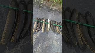 #fishing #fish 🐠🐋🐟 और दुनिया की सबसे विशाल और खतरनक माछली जरसे अन