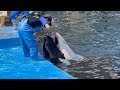 2025/09/23 リンのトレーニング【昼下がり編】@名古屋港水族館