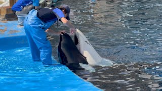 2025/09/23 リンのトレーニング【昼下がり編】@名古屋港水族館