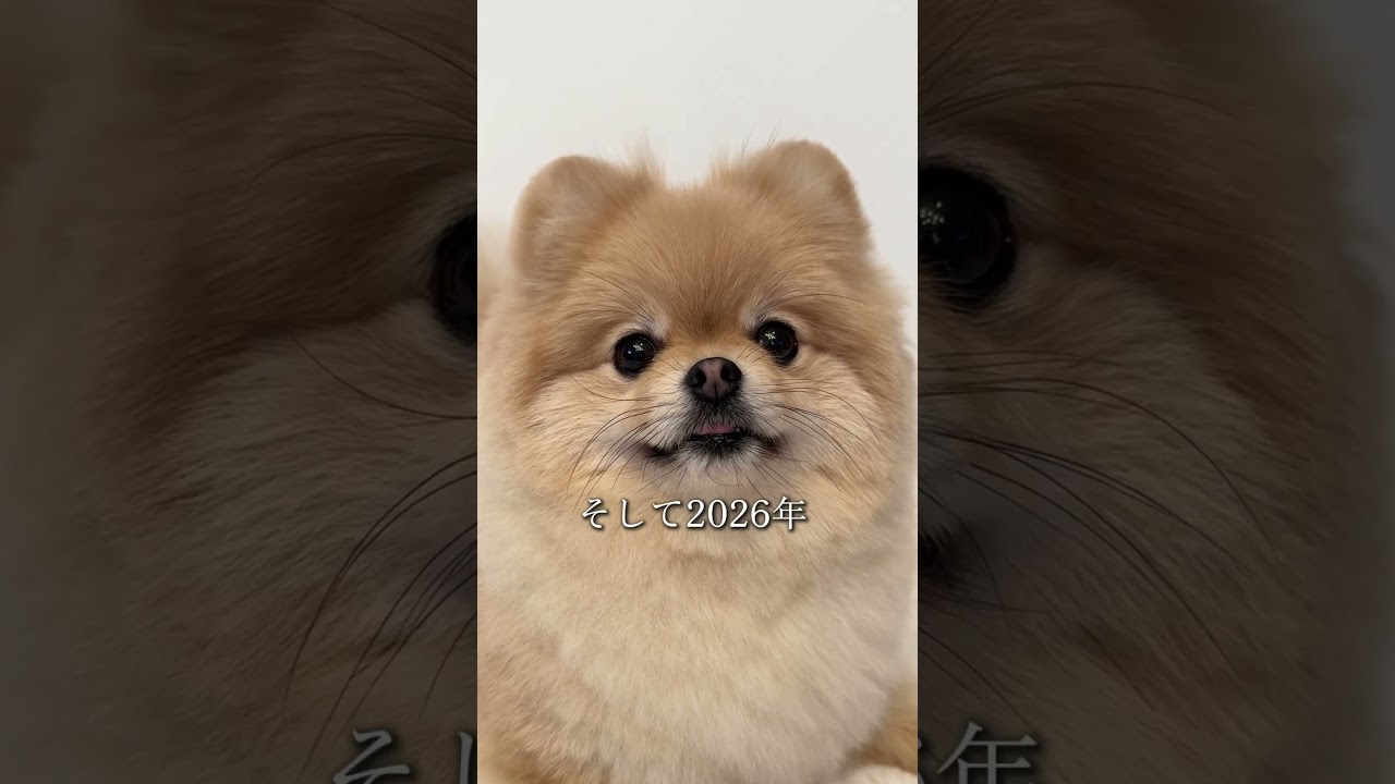 A Pomeranian with Passion - YouTube