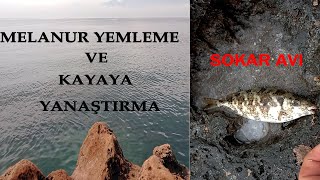 Falezler Melanur Yemleme ve Taşa Yaklaştırma - sokar avı - balık avı