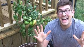 Tasting the Giant Crimson Tomato (87 Year old Tomato)