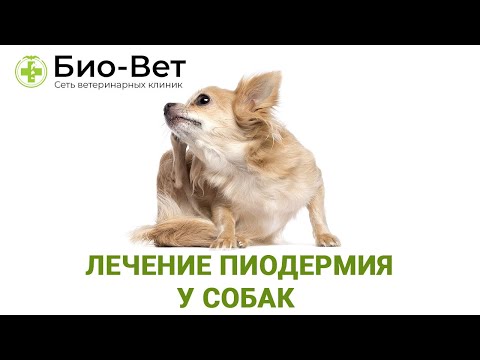 Пиодермия у Собак: Лечение  и Чем Опасна Пиодермия у Собак / Объясняет ветеринар "Био Вет"