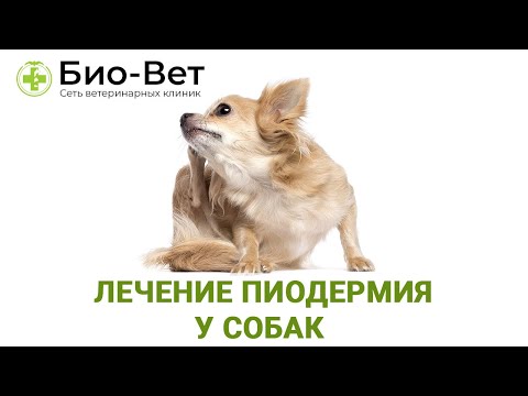 Видео: Щенок пиодермия - Кожная инфекция у щенка