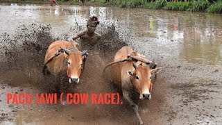 Pacu Jawi - Cow Race tradition minangkabau, Indonesia