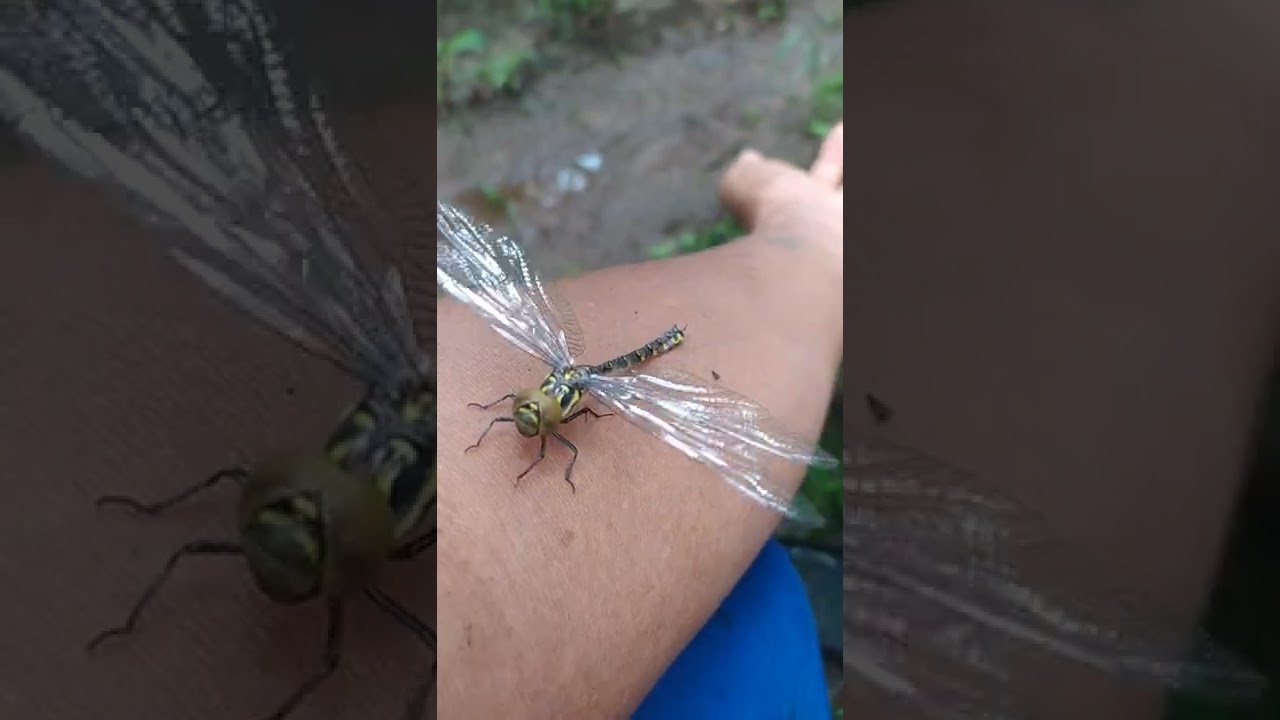 Capung ini sekarat tidak bisa terbang