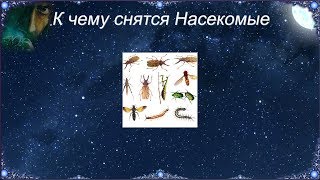 К чему снятся Насекомые (Сонник)