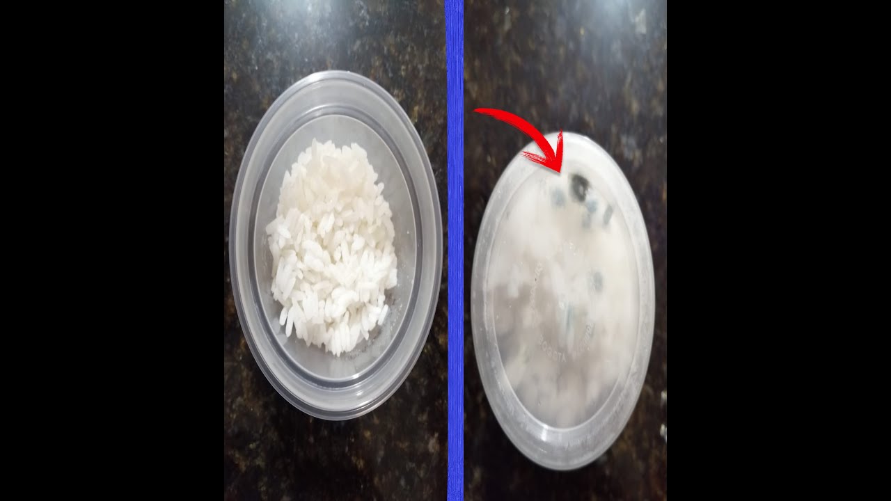 RICE EXPERIMENT 🍚 YouTube