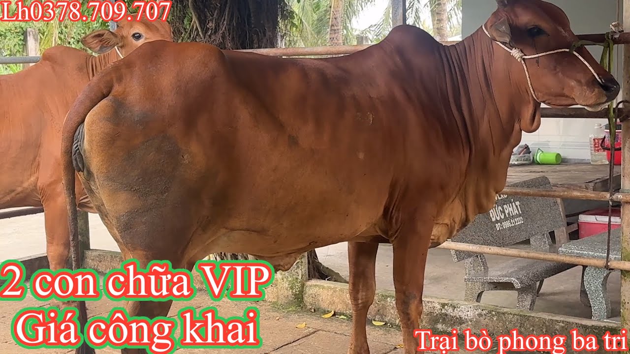 17-01/Trại bò phong ba tri (2)Báo giá công khai tiếp tục nhé cả nhà