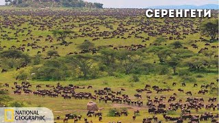 Выживание В Серенгети | Документальный Фильм National Geographic