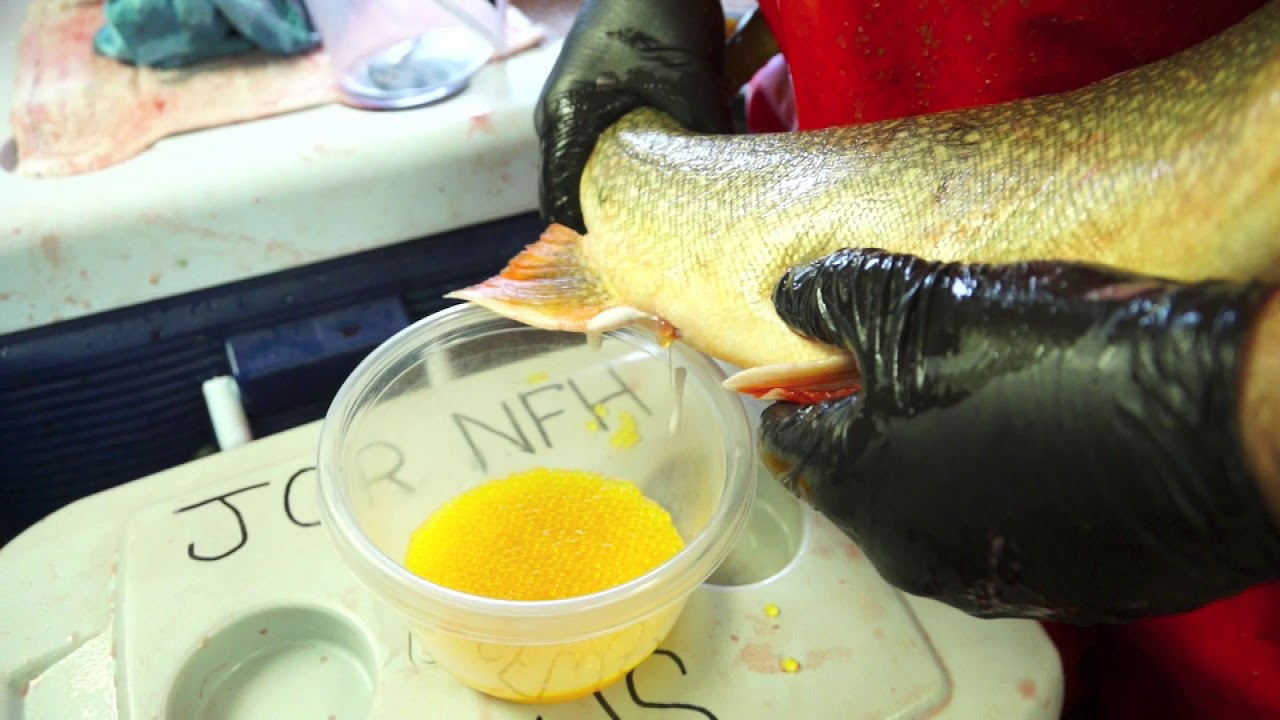 Lake Trout Egg Fertilization YouTube