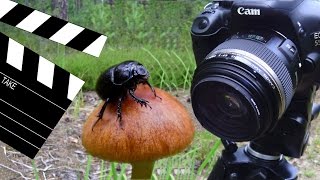 видео: Макро видео - это просто и легко. картинка: Макро видео - это просто и легко.