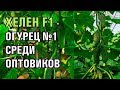 ХЕЛЕН F1 - ОГУРЕЦ №1 СРЕДИ ОПТОВИКОВ