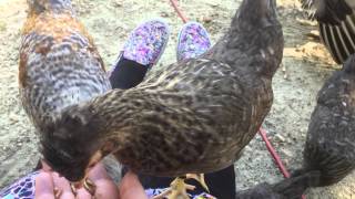 Hand-feeding Mealworms to Cream Legbar chicks (10 weeks)