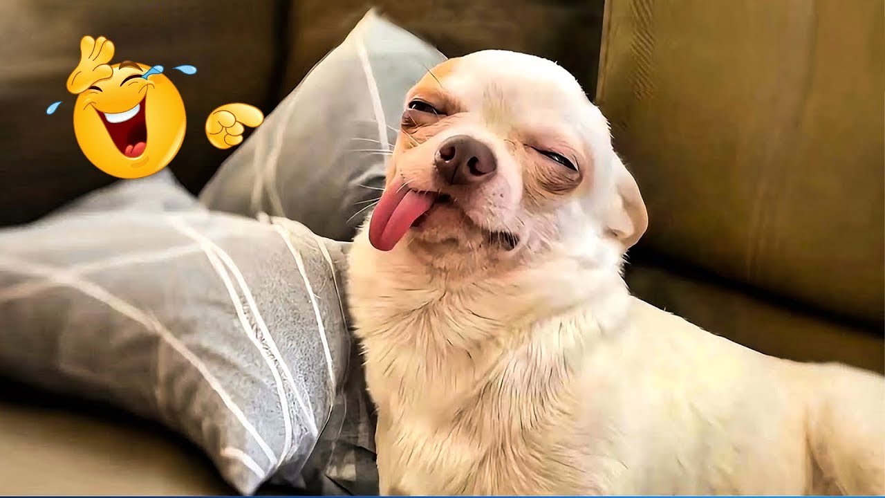 99.9% of people will laugh nonstop!🤣 A compilation of the funniest moments of these dogs.👻