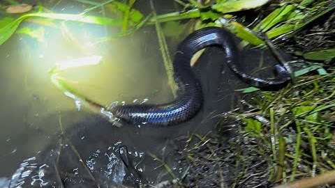 Cắm Câu Rắn Trúng Lớn Khi Gặp Mưa Dầm Xuyên Đêm : fishing a lot of night snakes